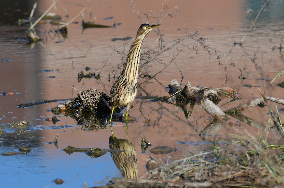 Cinnamon Bittern - ML647068707