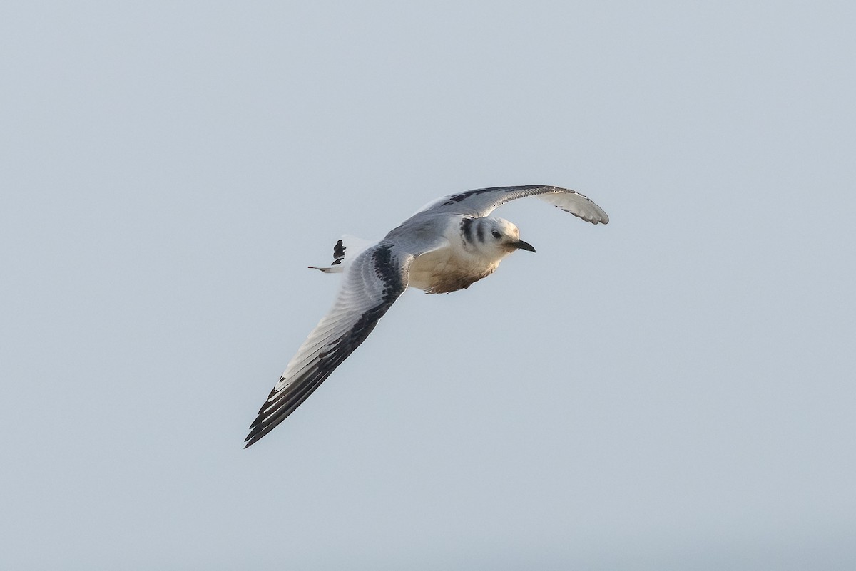Black-legged Kittiwake - ML647068708