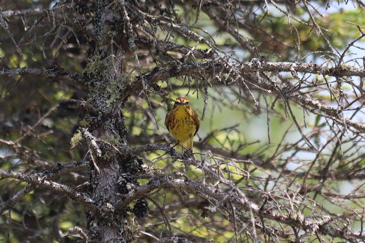 Palm Warbler - ML647068723