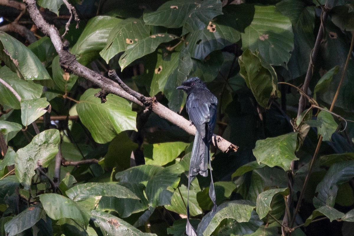 Greater Racket-tailed Drongo - ML647068724