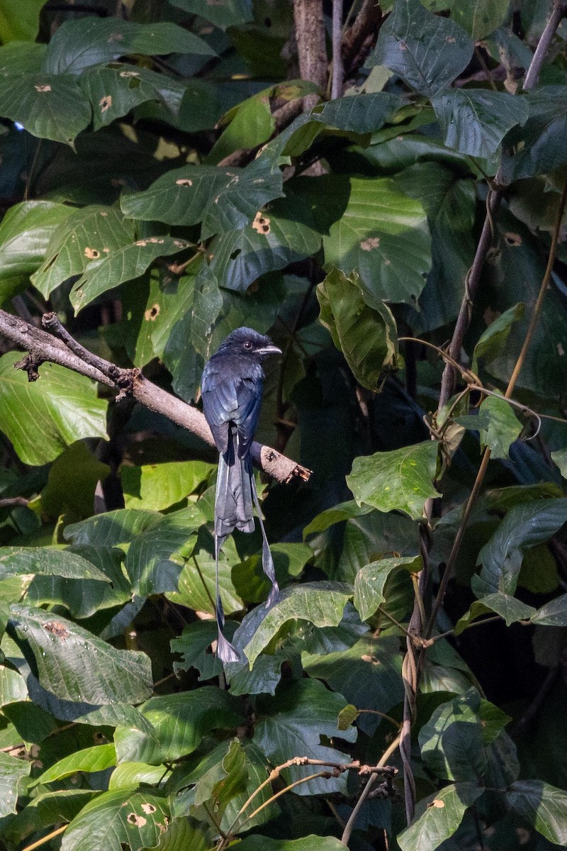Greater Racket-tailed Drongo - ML647068725