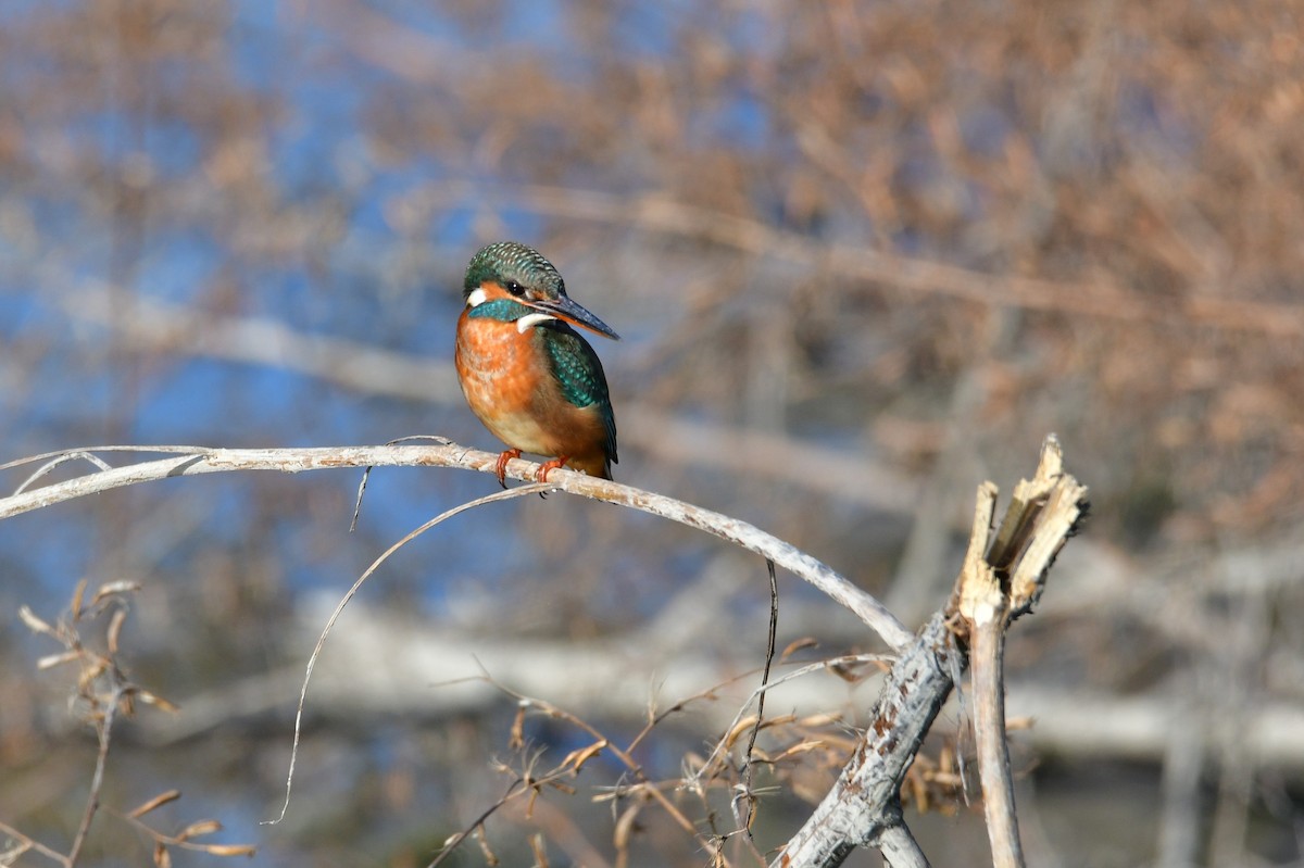 Common Kingfisher - ML647068726