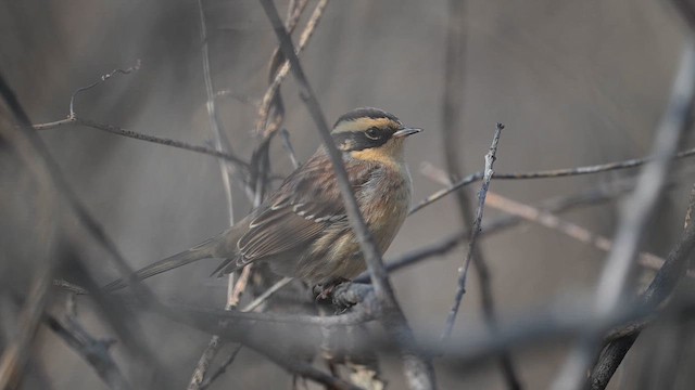 Siberian Accentor - ML647068727