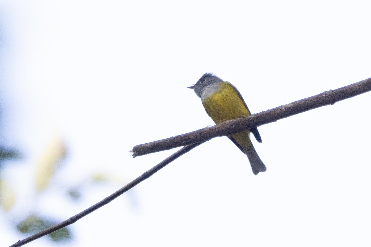 Gray-headed Canary-Flycatcher - ML647068732