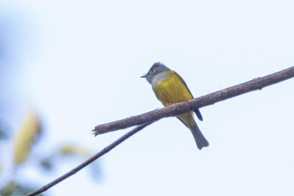 Gray-headed Canary-Flycatcher - ML647068733
