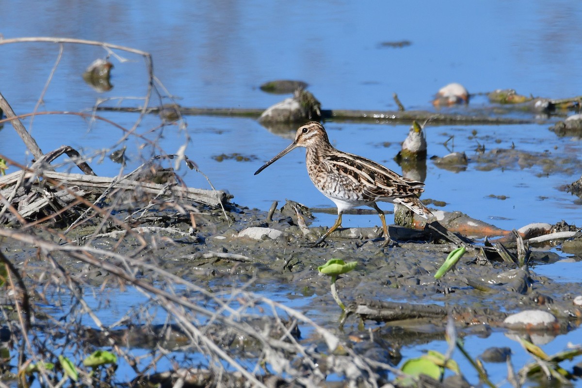 Common Snipe - ML647068734