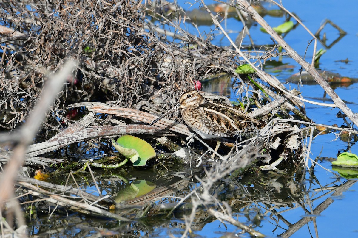 Common Snipe - ML647068736