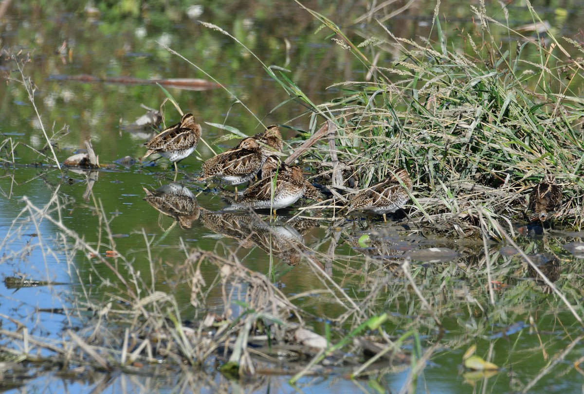 Common Snipe - ML647068739