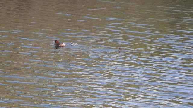 小鸊鷉 - ML647068749