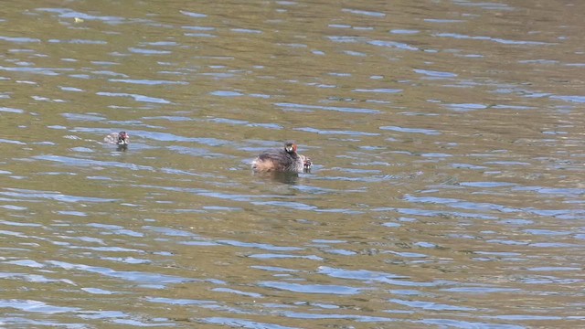 小鸊鷉 - ML647068750