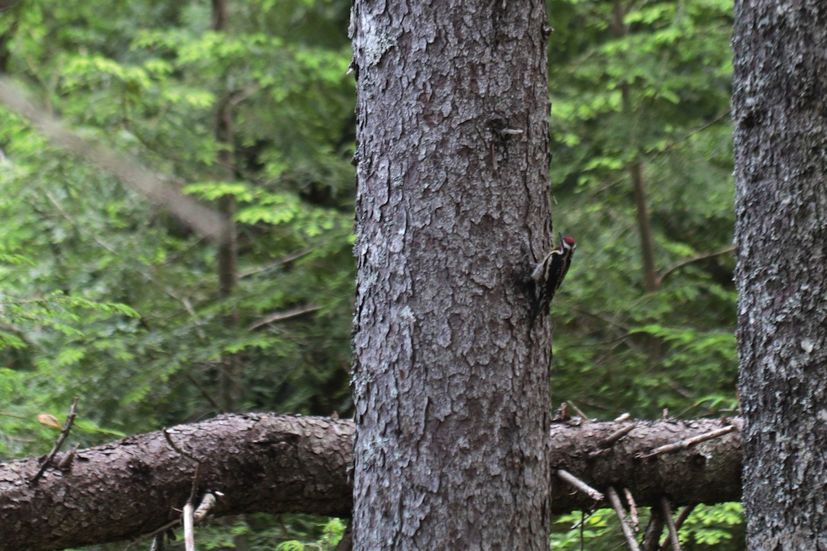Yellow-bellied Sapsucker - ML647068754