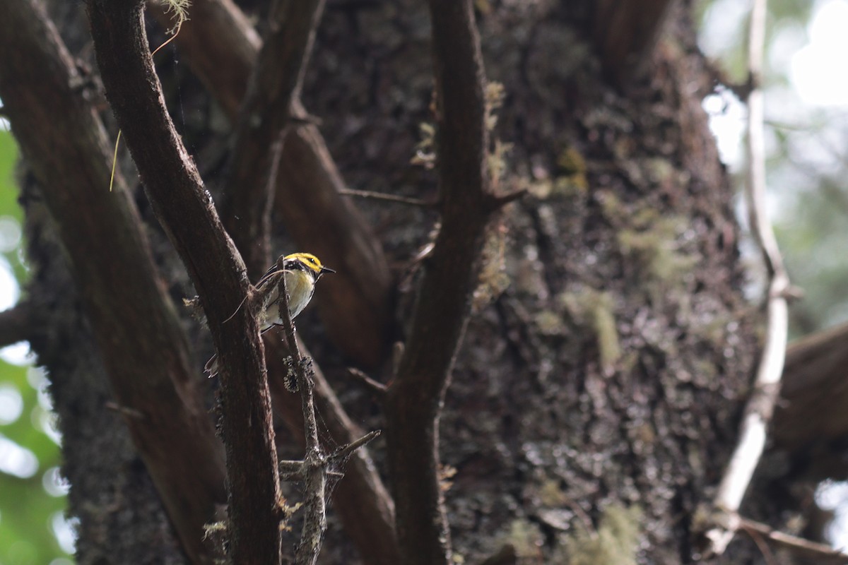 Black-throated Green Warbler - ML647068756