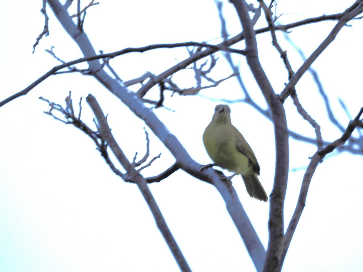 Yellow-bellied Greenbul - ML647068757