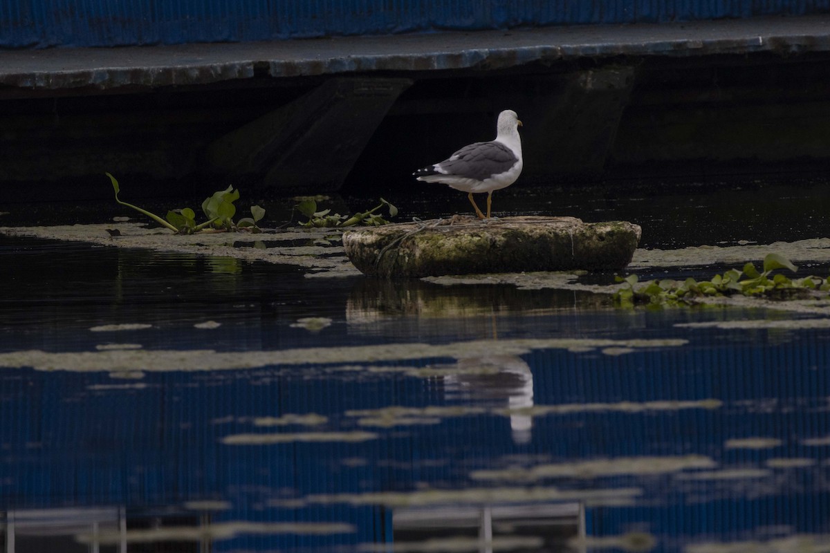 Gaviota Sombría - ML647068758