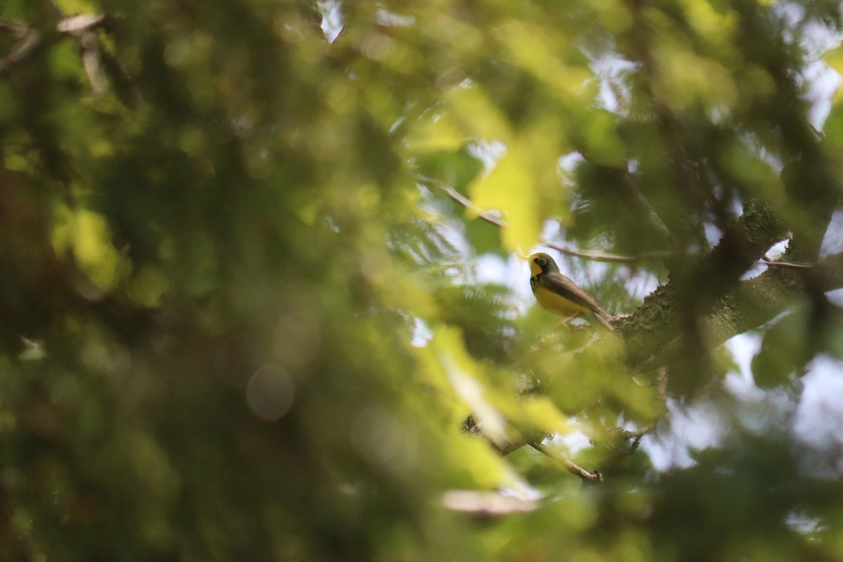 Canada Warbler - ML647068785