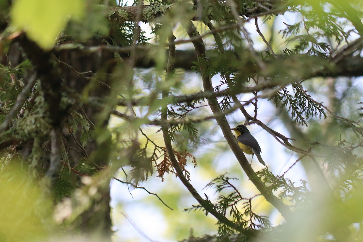 Canada Warbler - ML647068787