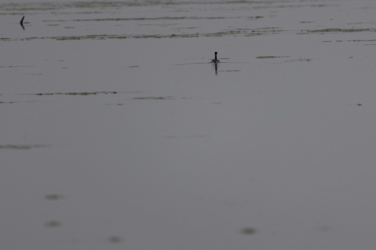 Schwarzhalstaucher - ML647068788