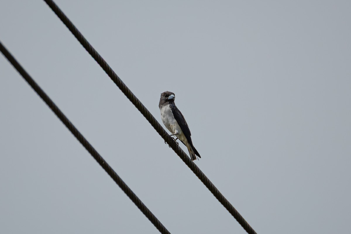 White-breasted Woodswallow - ML647068794