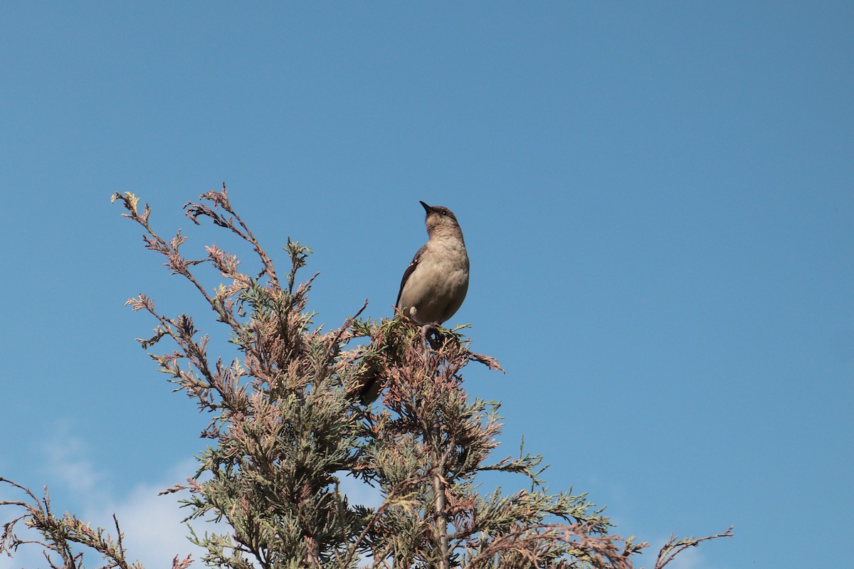 Northern Mockingbird - ML647068795