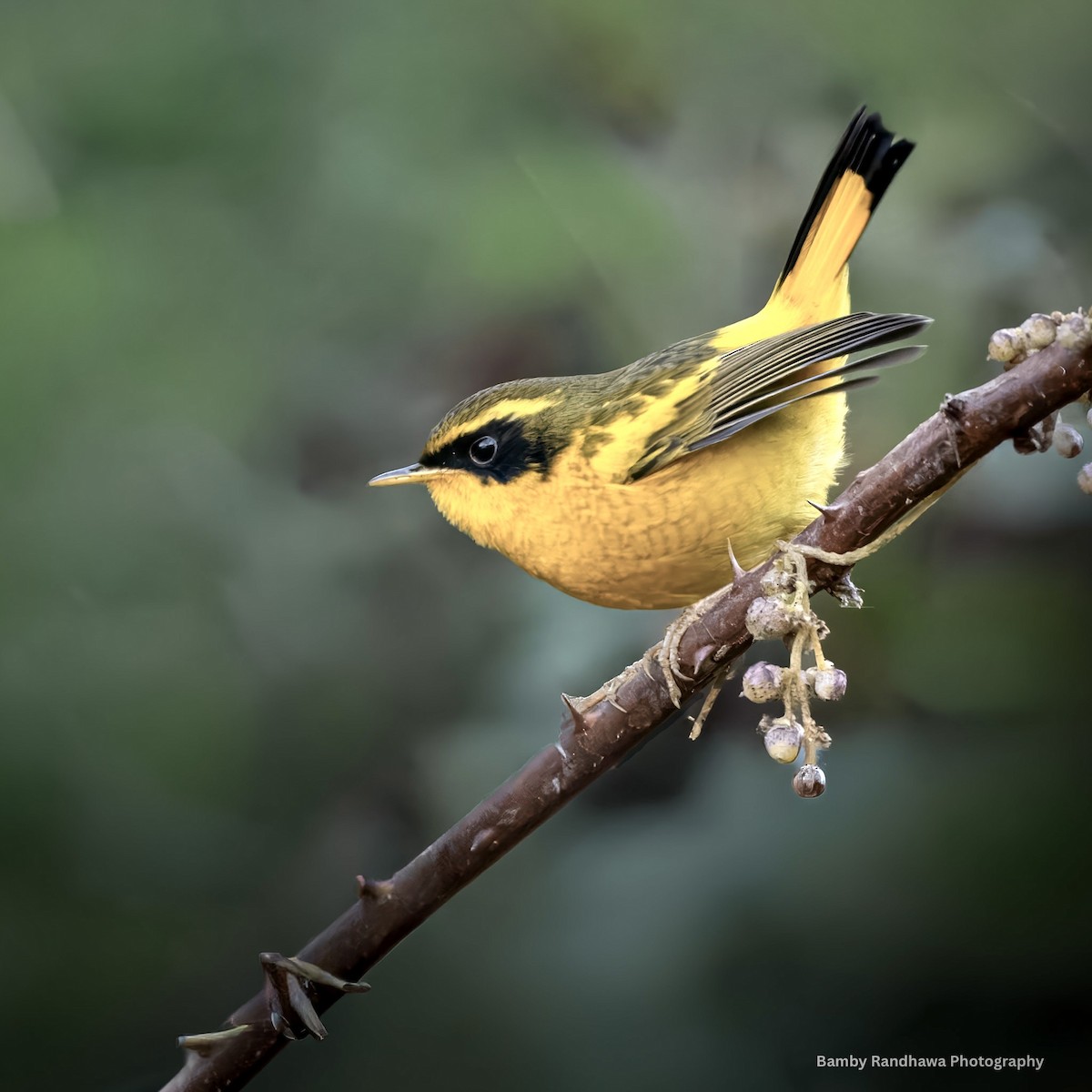 Golden Bush-Robin - ML647068802