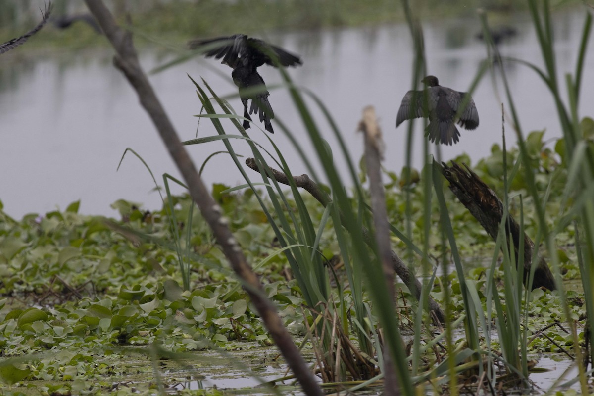 Cormorán Pigmeo - ML647068803