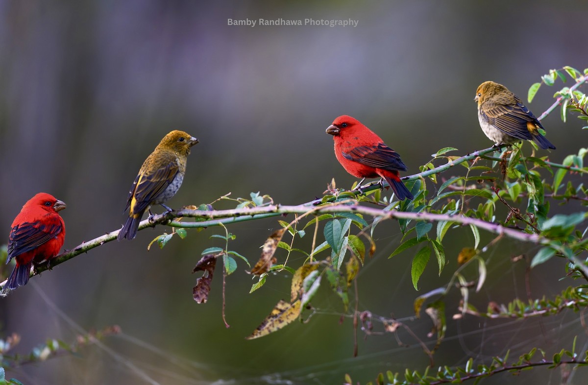 hýl šarlatový - ML647068804