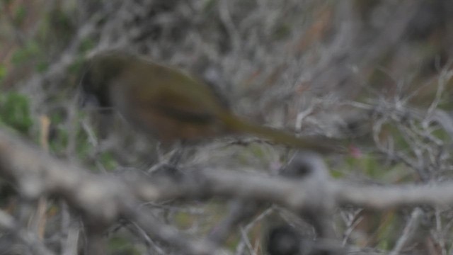 Western Whipbird - ML647068840