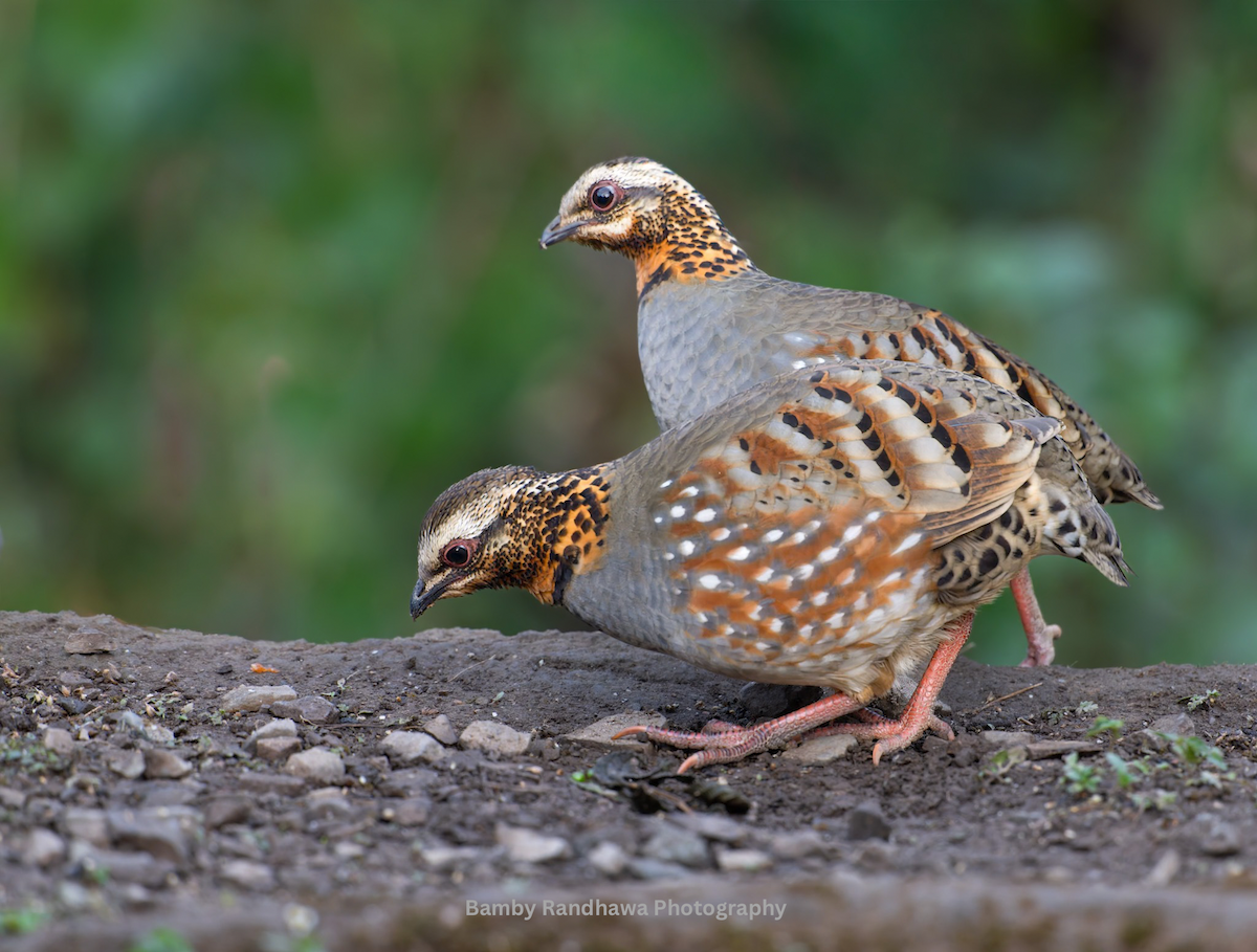 Rufous-throated Partridge - ML647068842