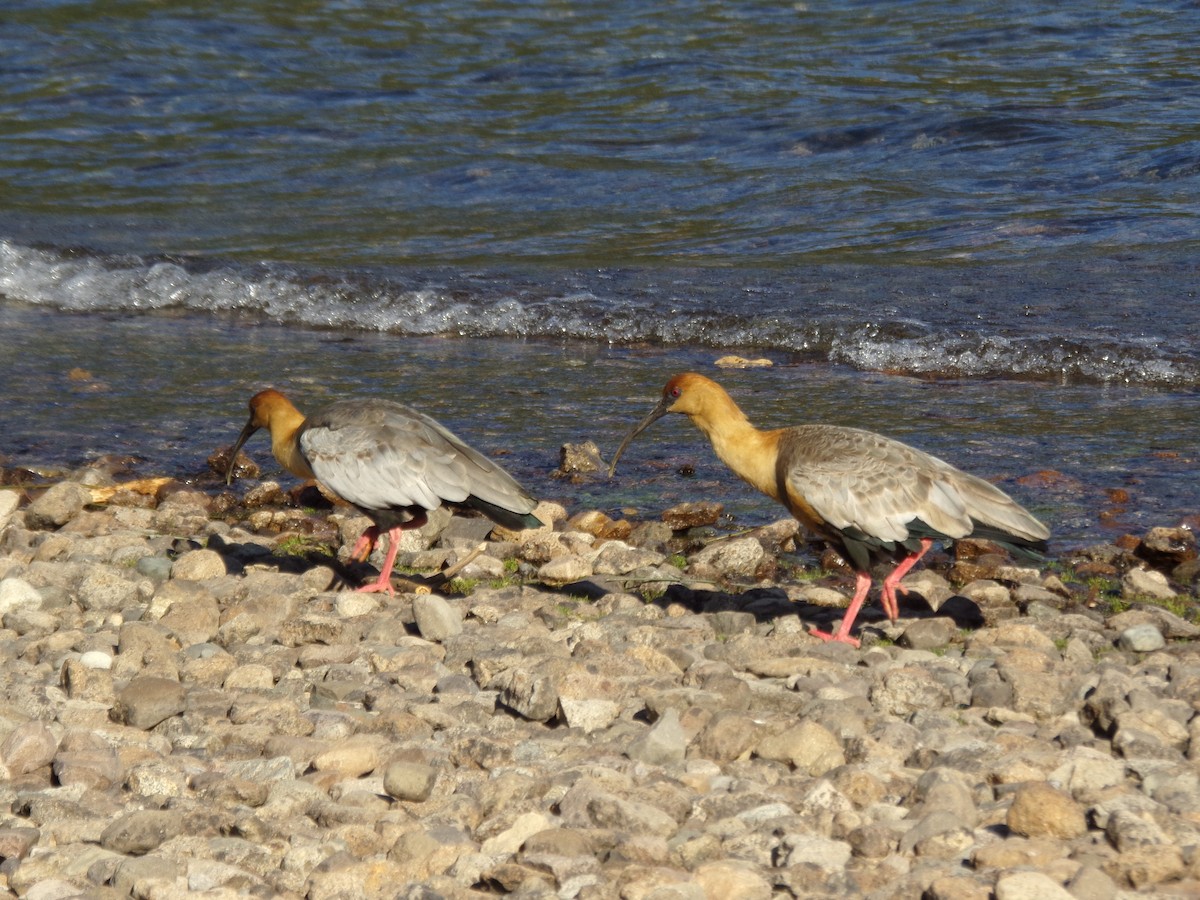 İbikli Sarıca Aynak - ML647068843