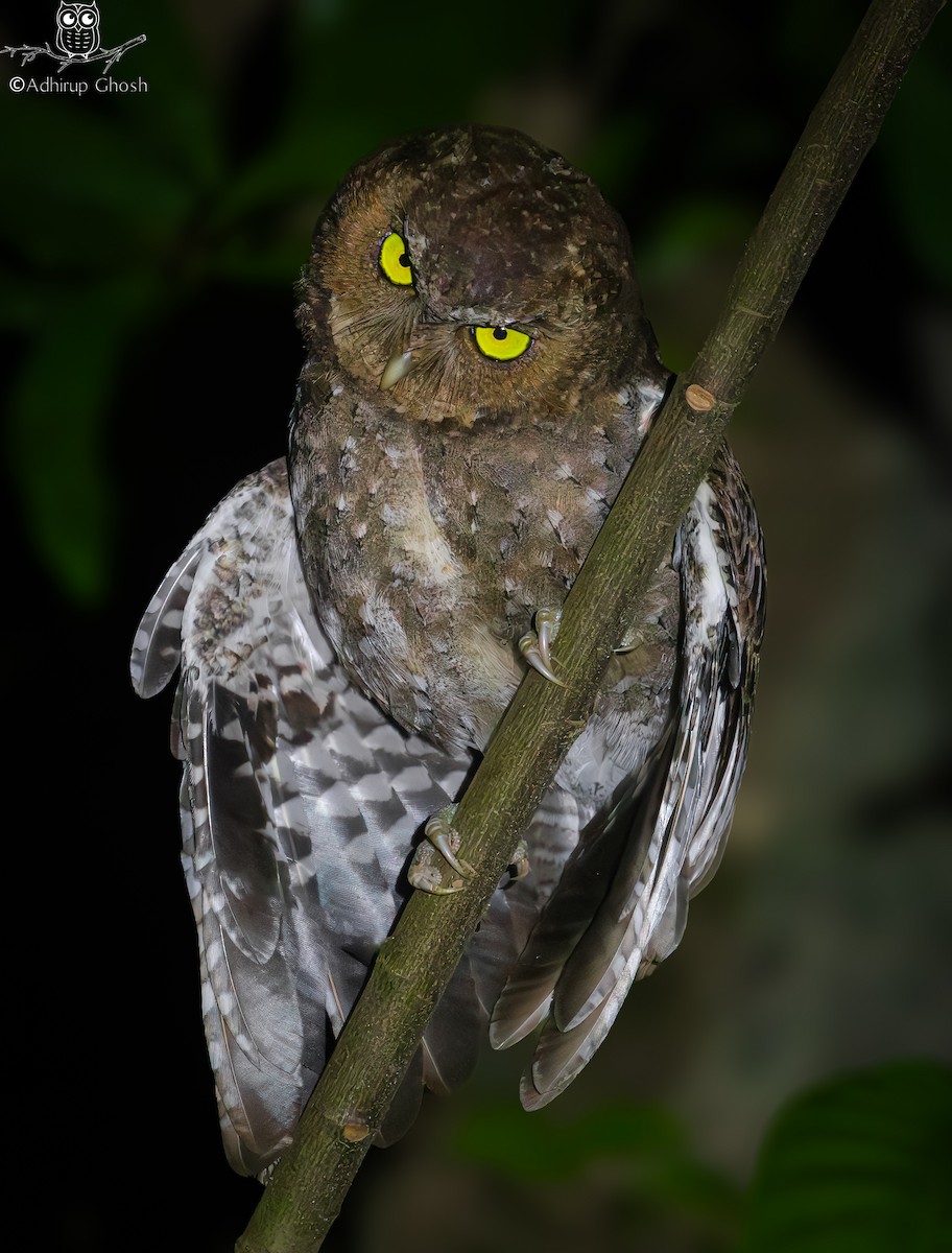 Andaman İshakkuşu - ML647068847