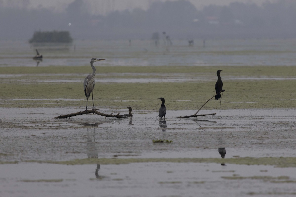 Cormorán Pigmeo - ML647068856