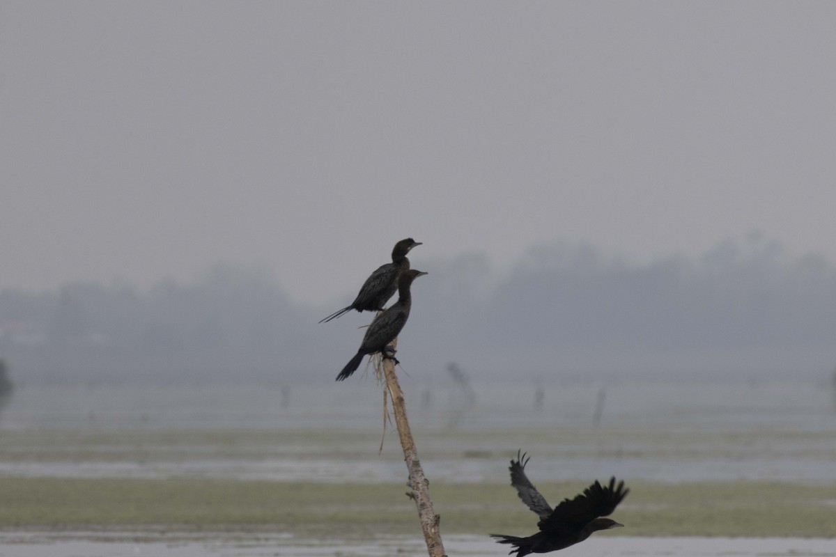 Cormorán Pigmeo - ML647068857