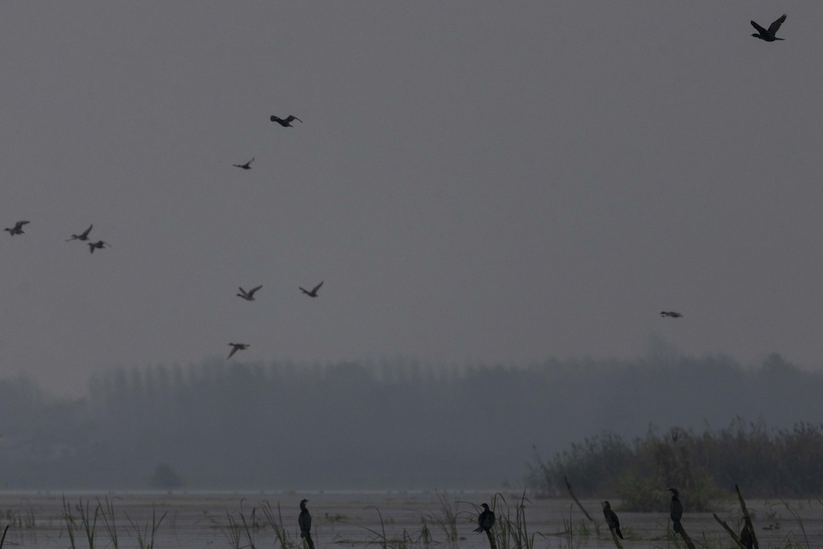 Cormorán Pigmeo - ML647068858