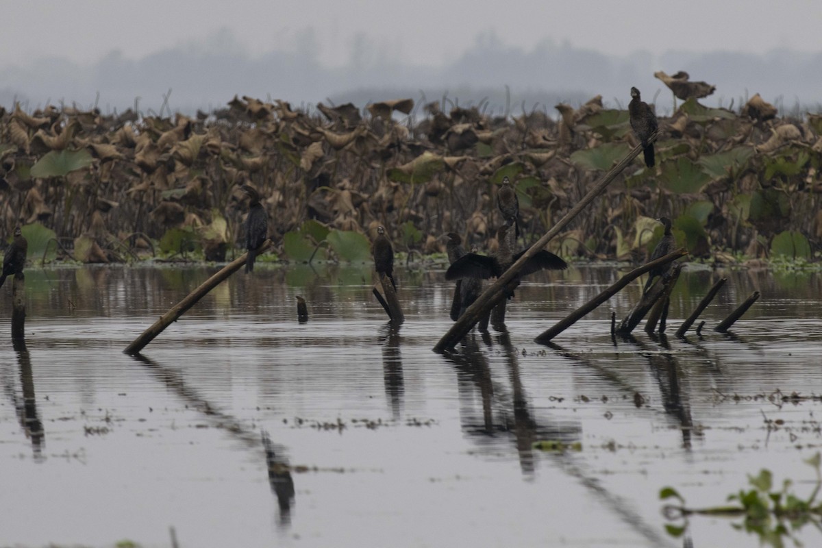 Cormorán Pigmeo - ML647068859