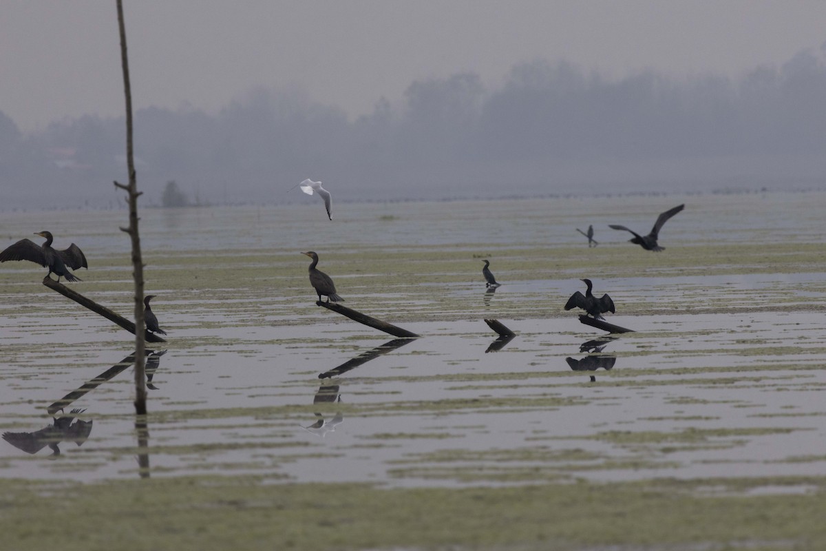 kormorán velký - ML647068865