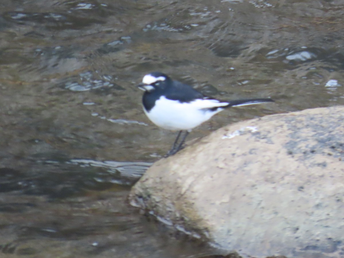 Japanese Wagtail - ML647068871