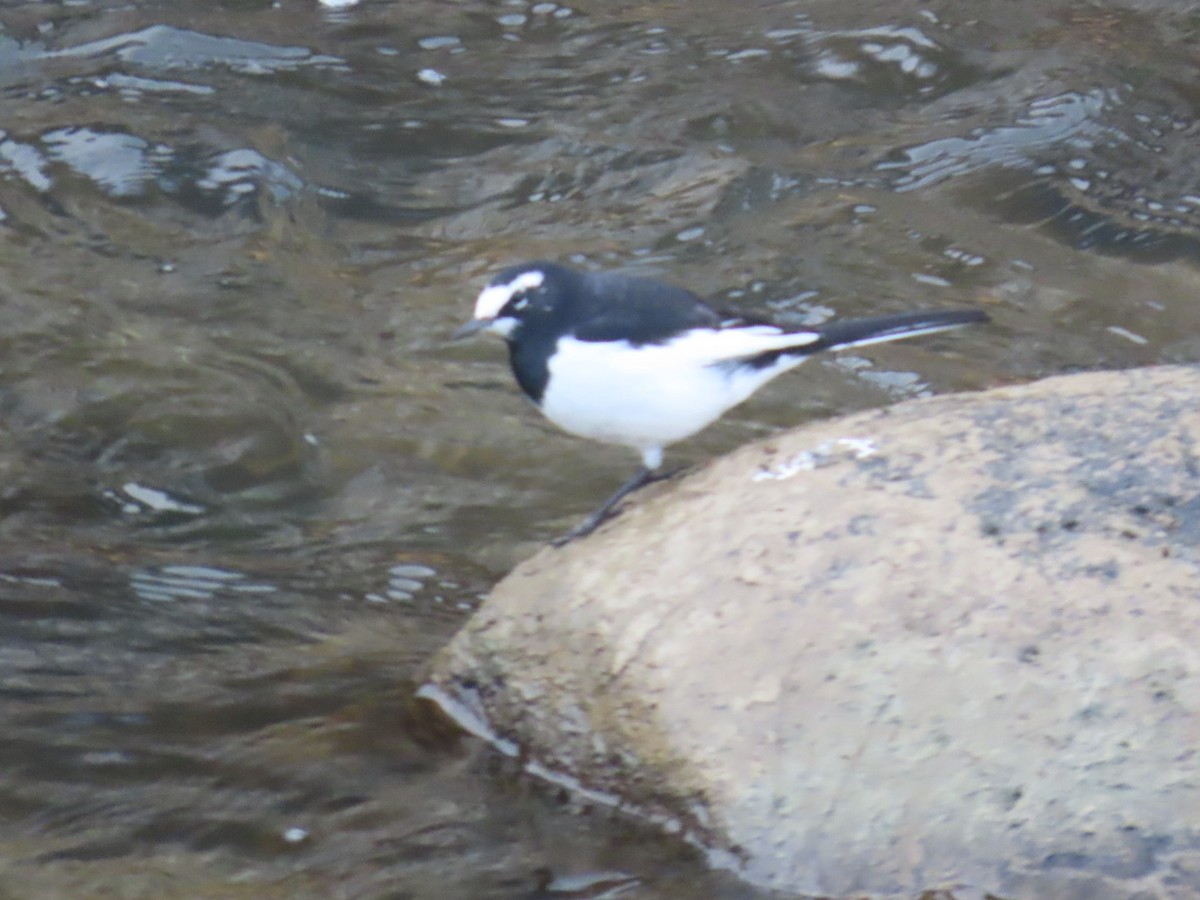 Japanese Wagtail - ML647068872