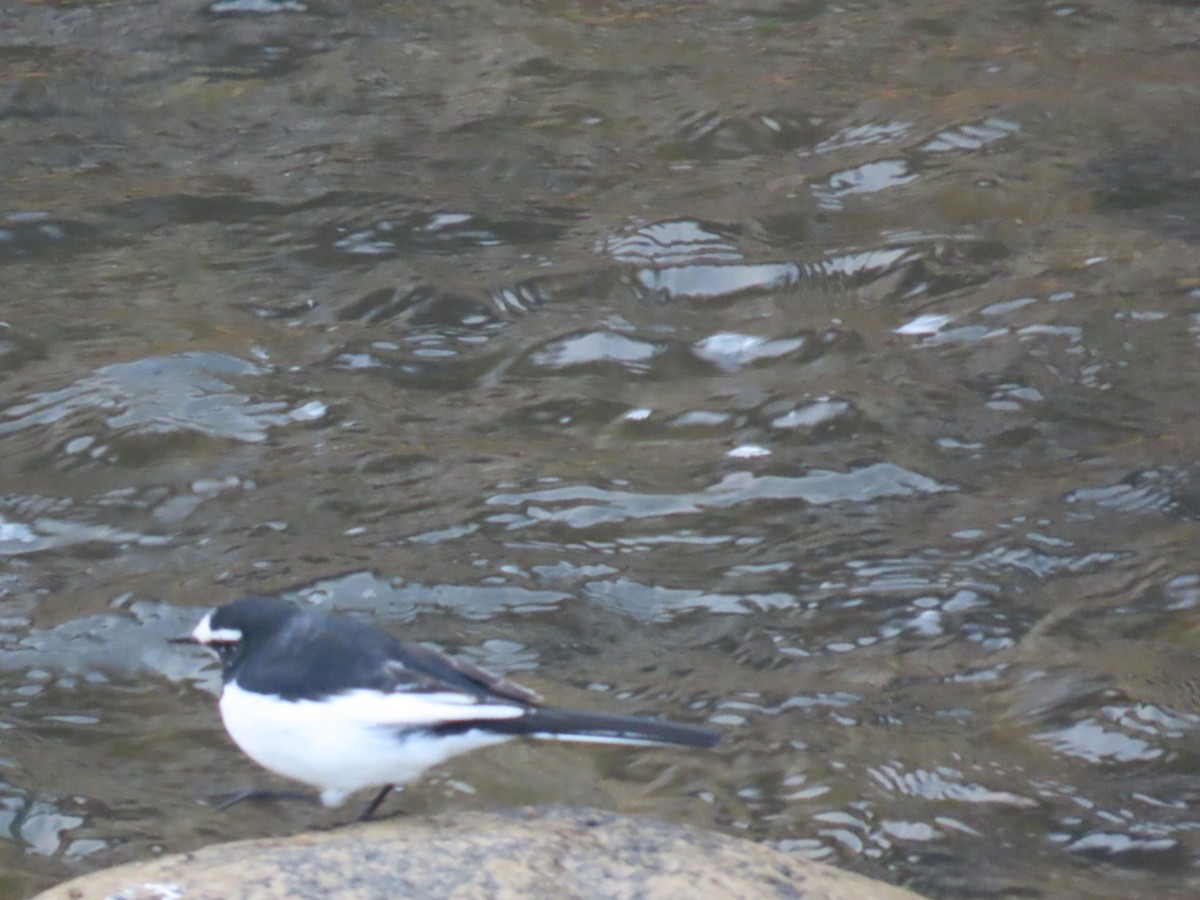 Japanese Wagtail - ML647068873