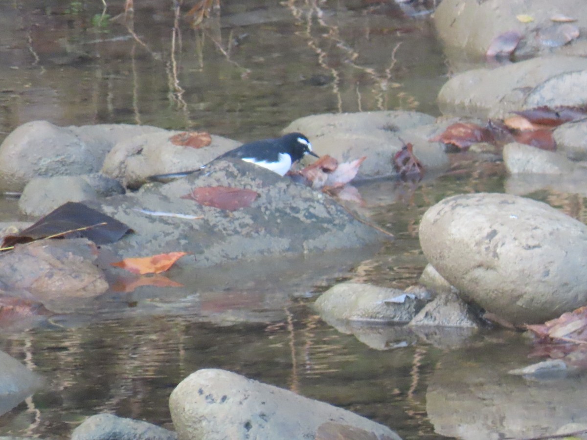 Japanese Wagtail - ML647068874