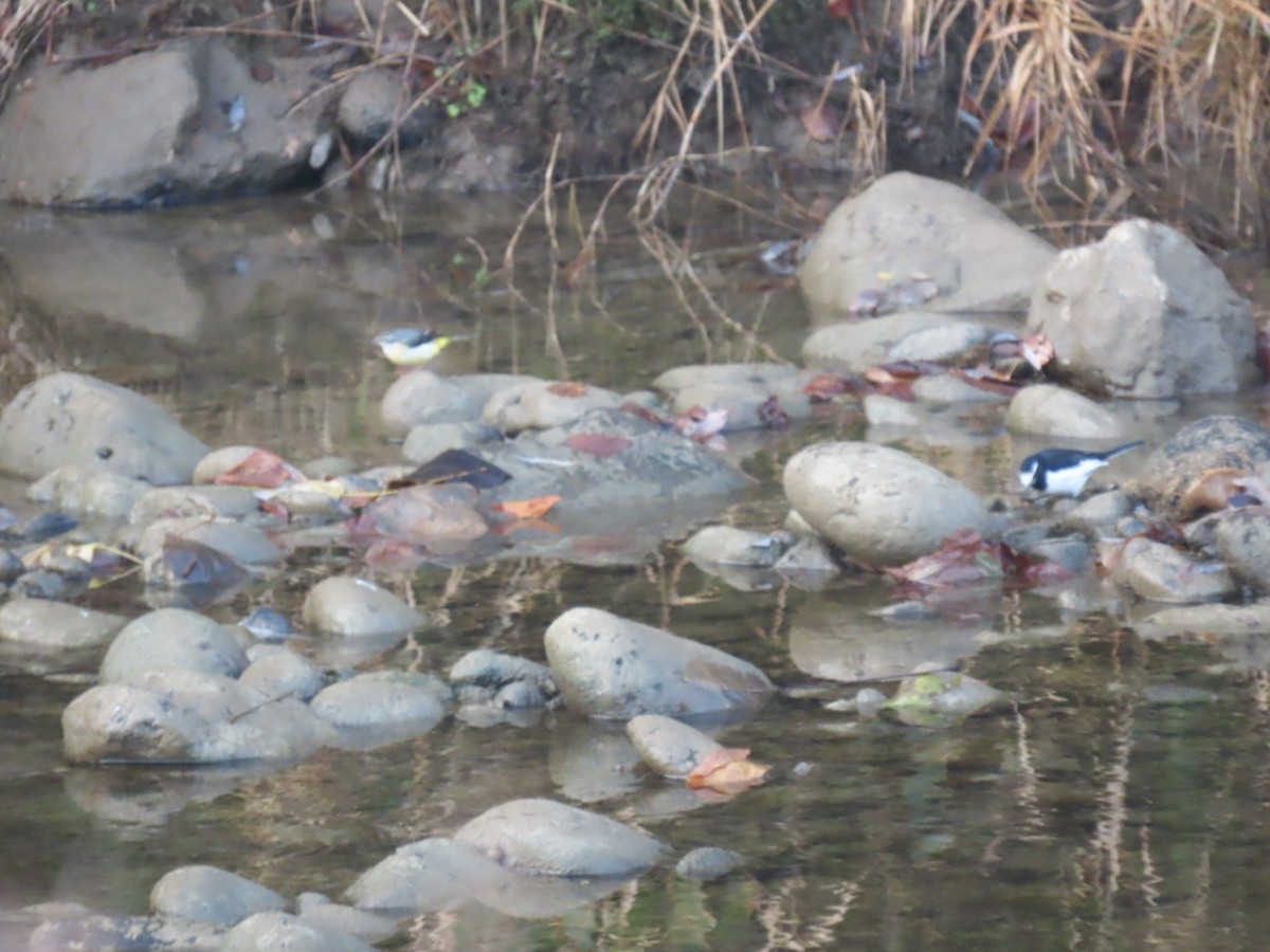 Japanese Wagtail - ML647068875