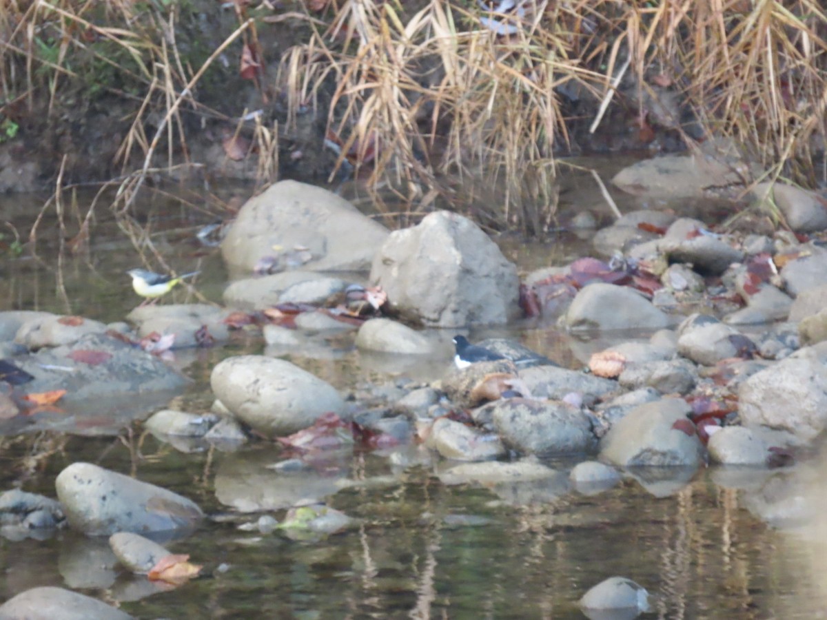 Japanese Wagtail - ML647068876