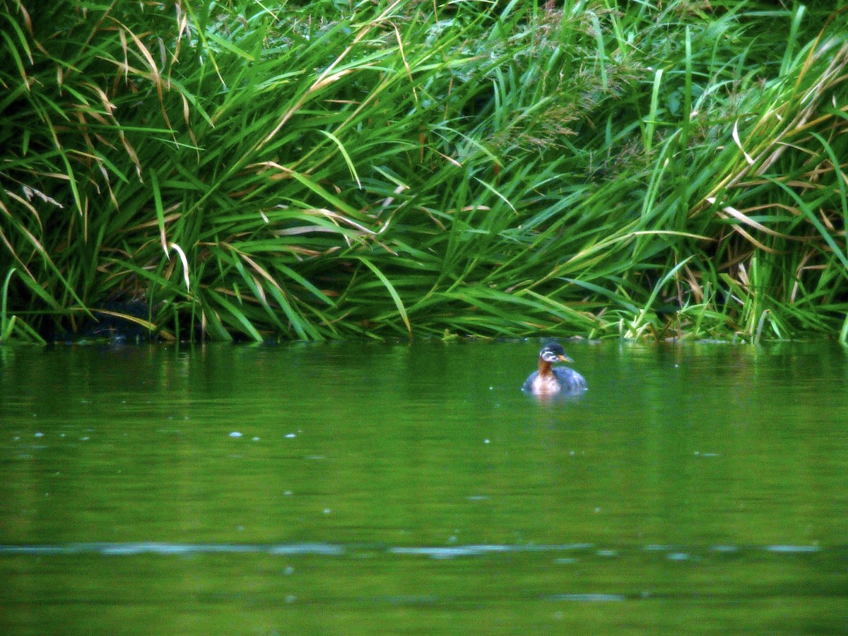 Somormujo Cuellirrojo - ML647068886