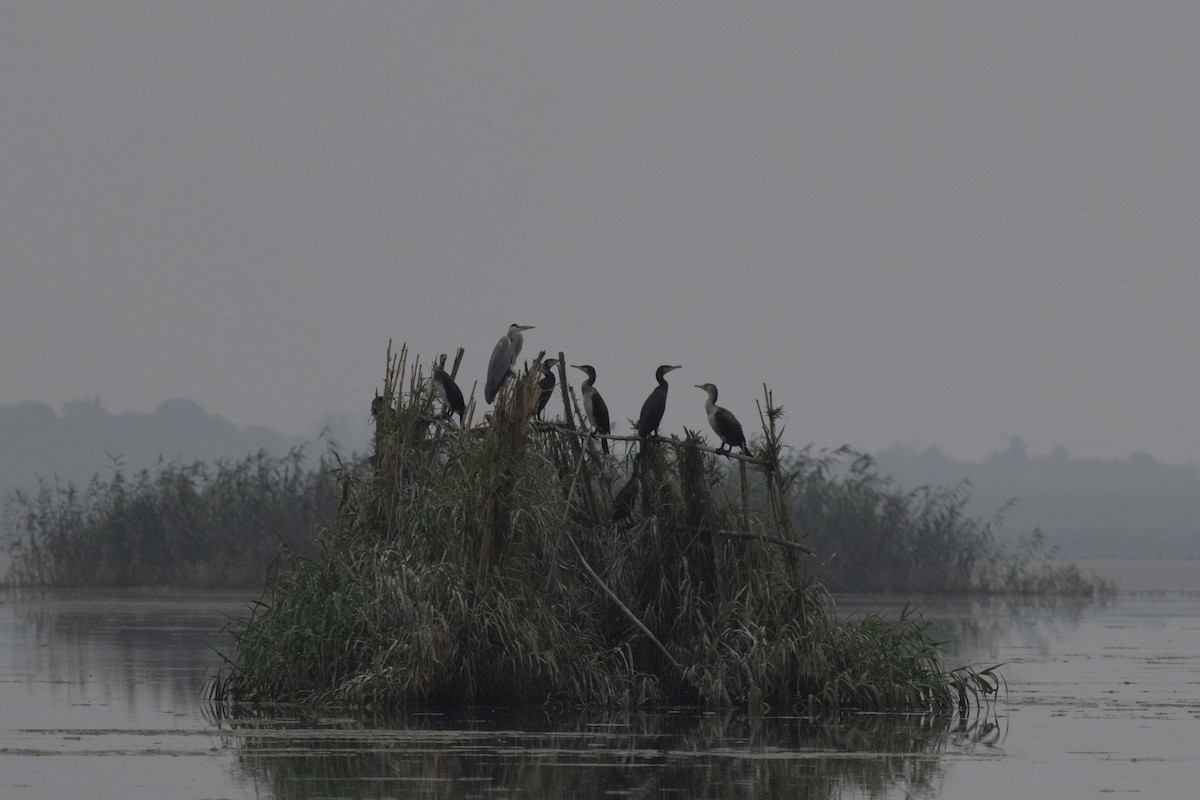 kormorán velký - ML647068888