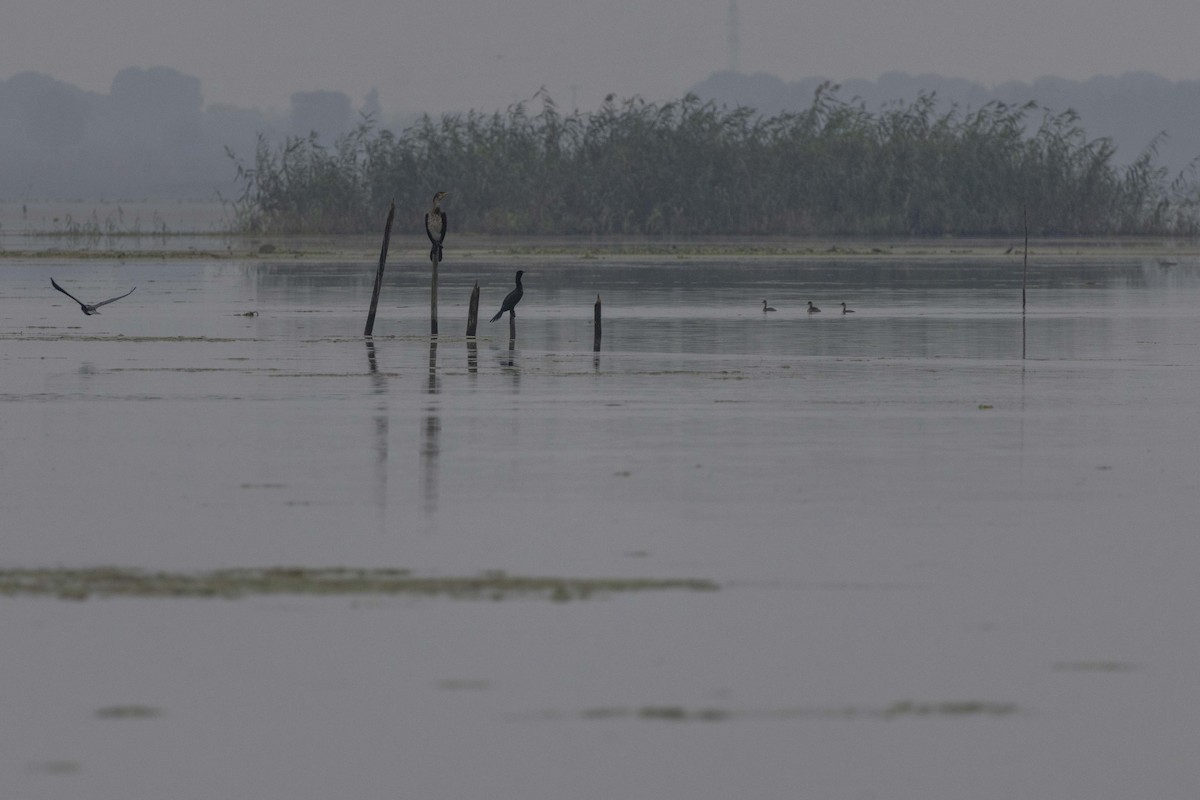 kormorán velký - ML647068890