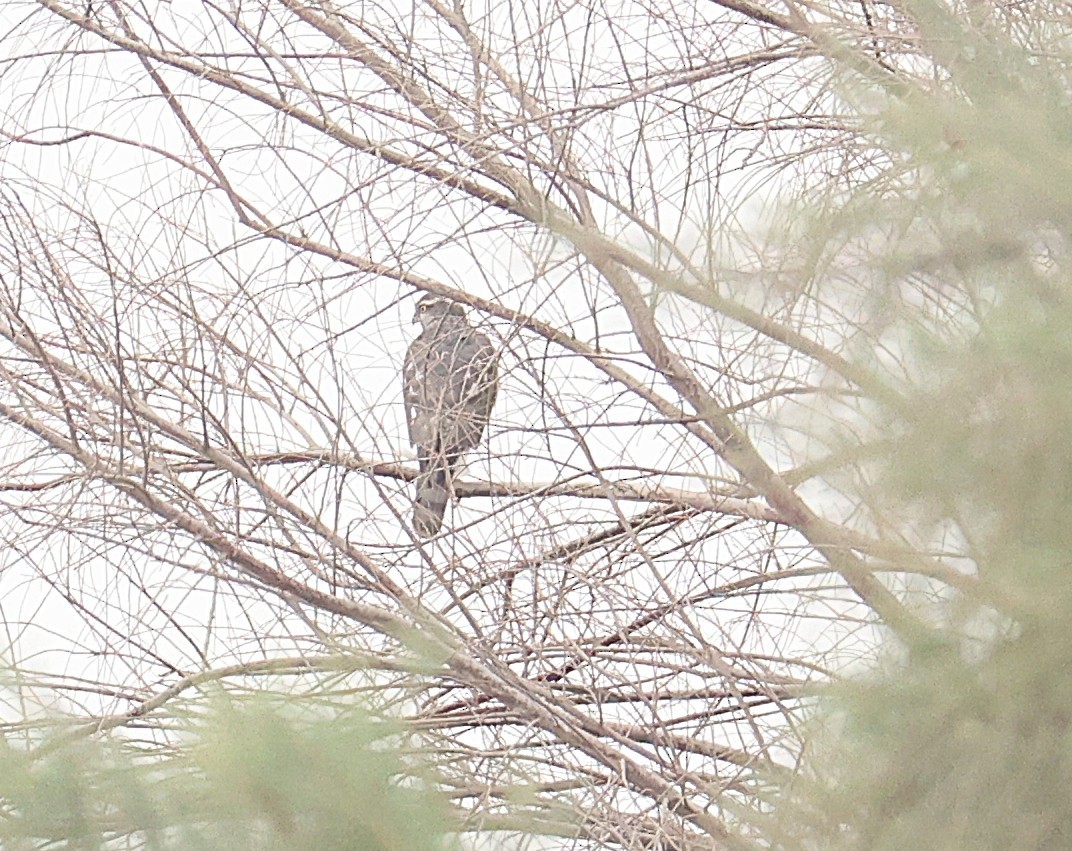 krahujec obecný - ML647068892