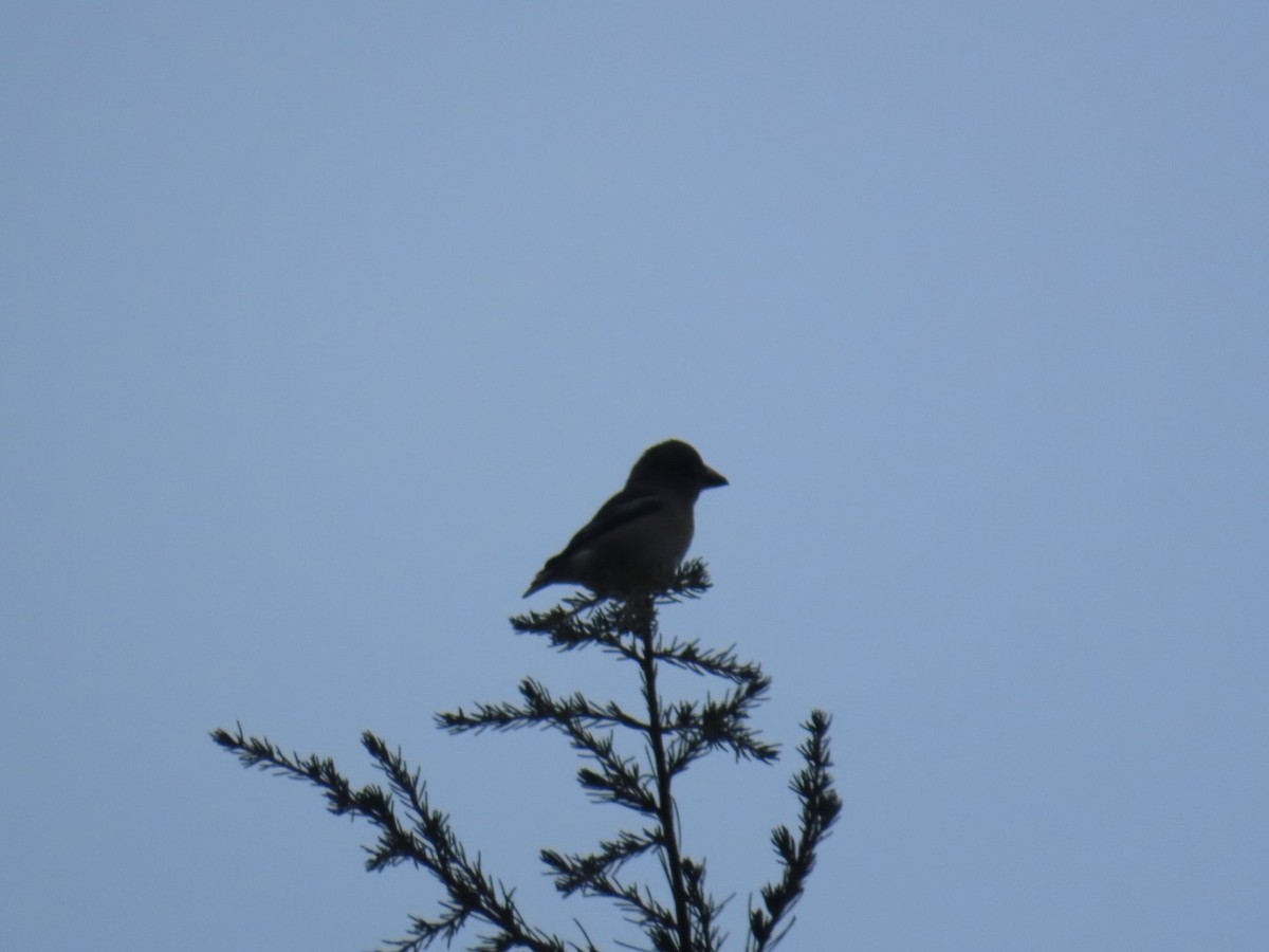 Kernbeißer - ML647068894