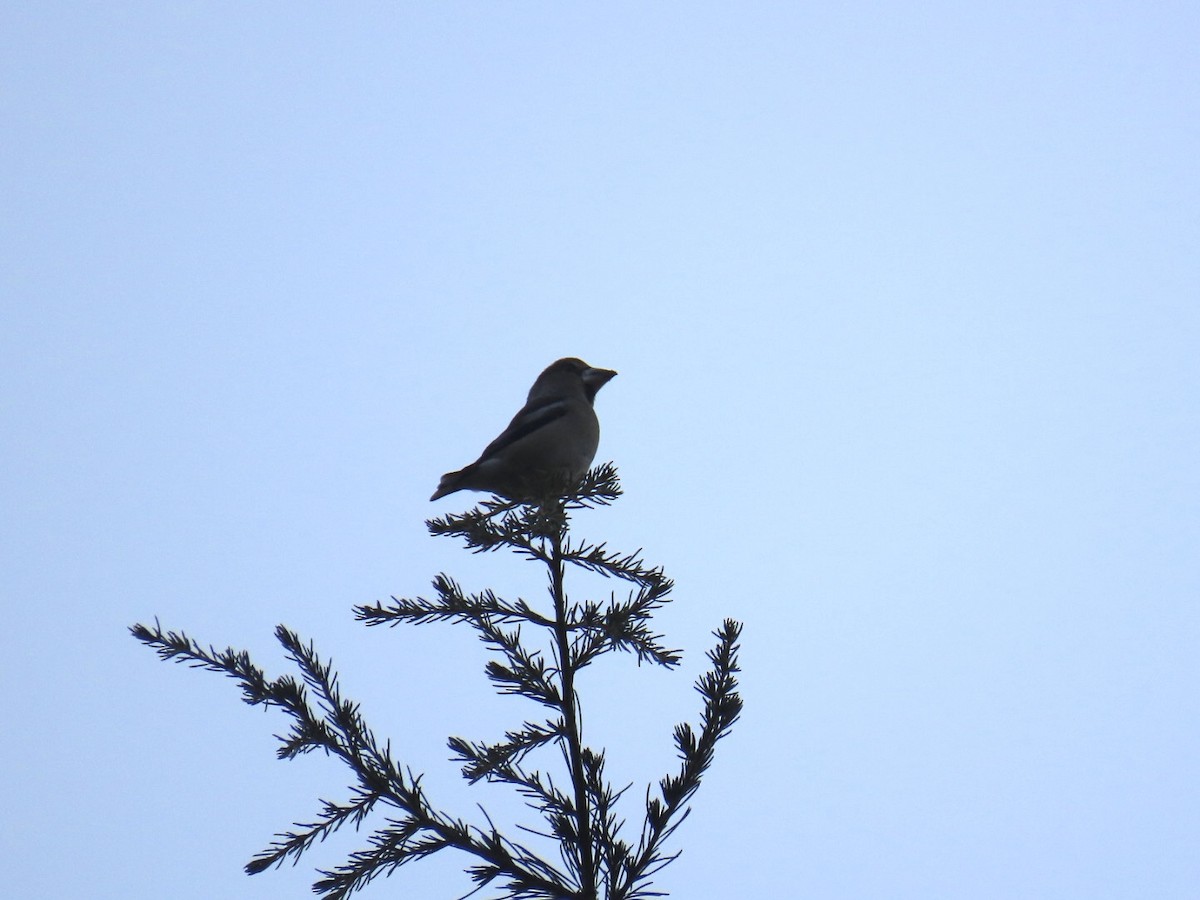 Kernbeißer - ML647068895