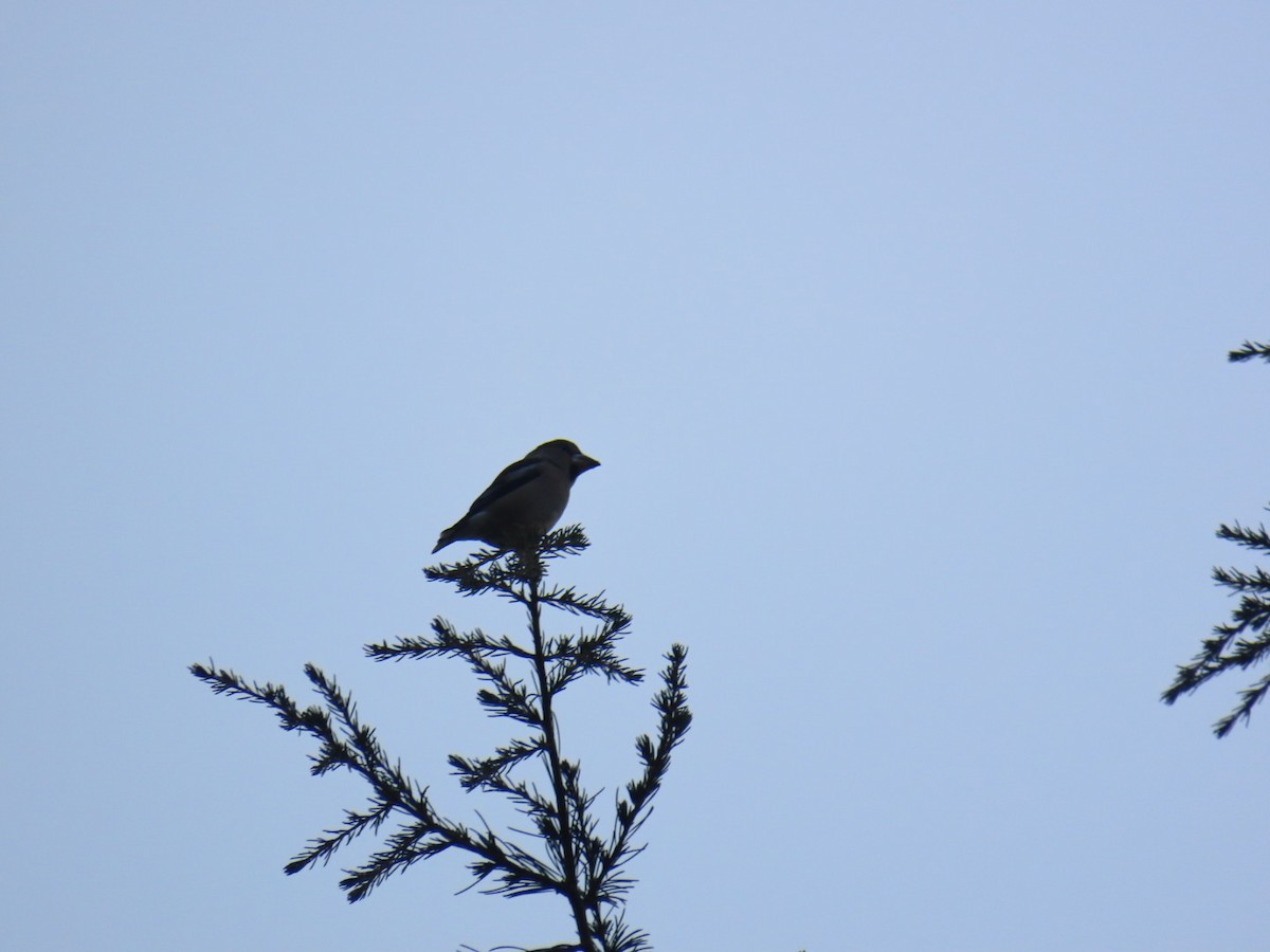 Kernbeißer - ML647068896