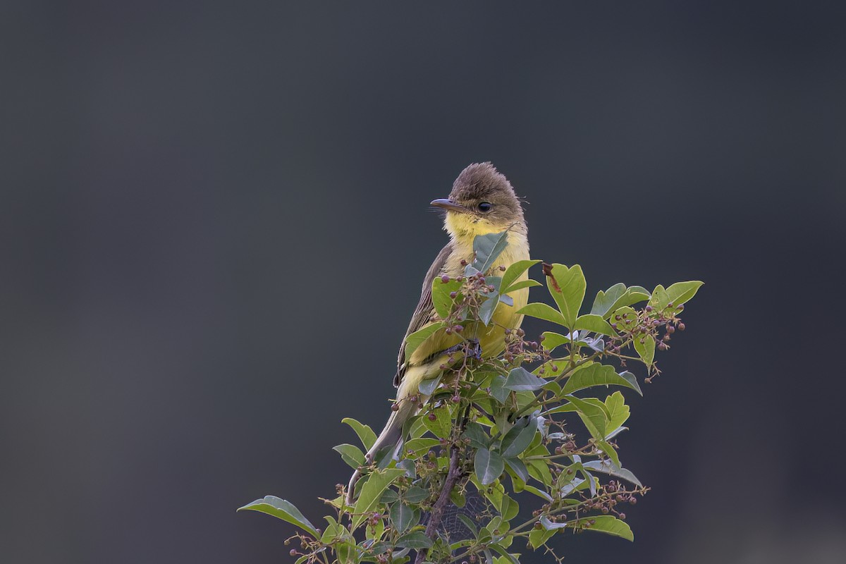 Hypolaïs jaune - ML647068898