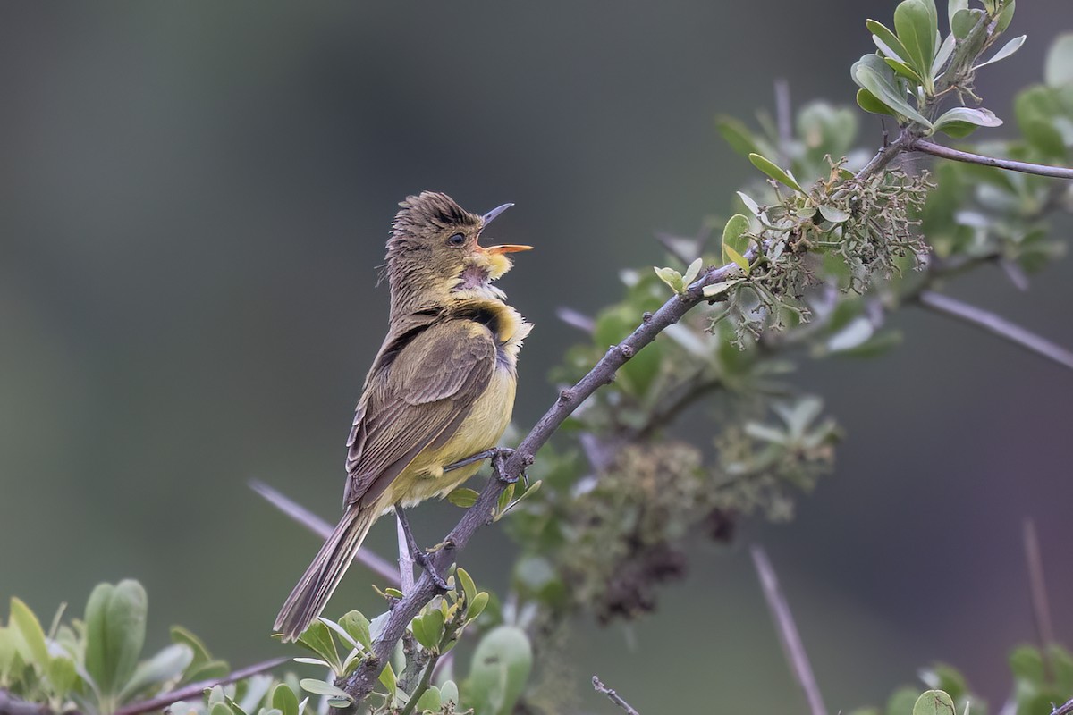 Hypolaïs jaune - ML647068899